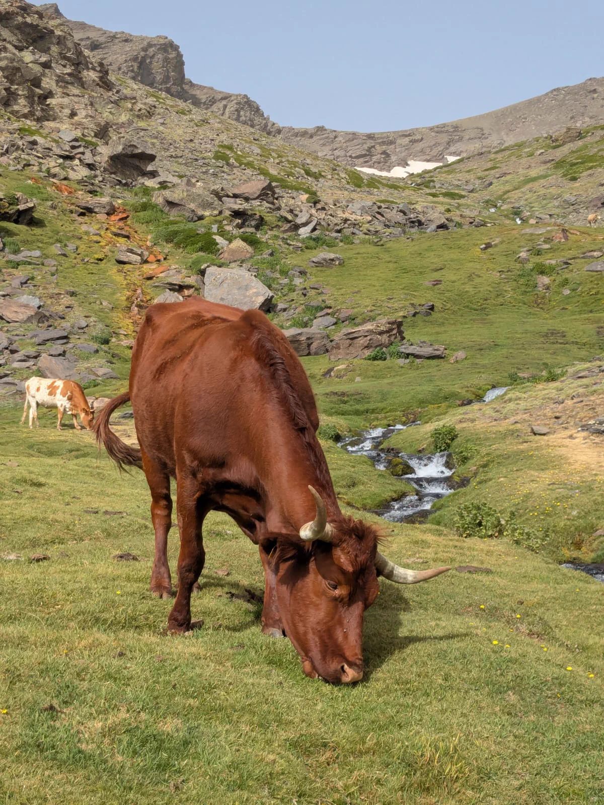 A cow grazes beside a mountain stream in Sierra Nevada