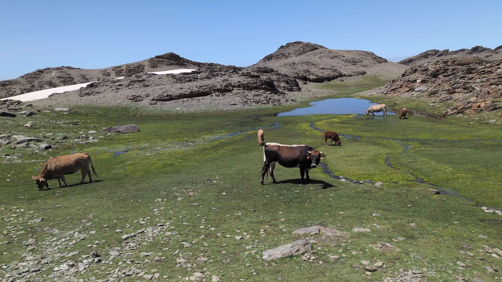 Cattle beside a high-altitude lake in Sierra Nevada