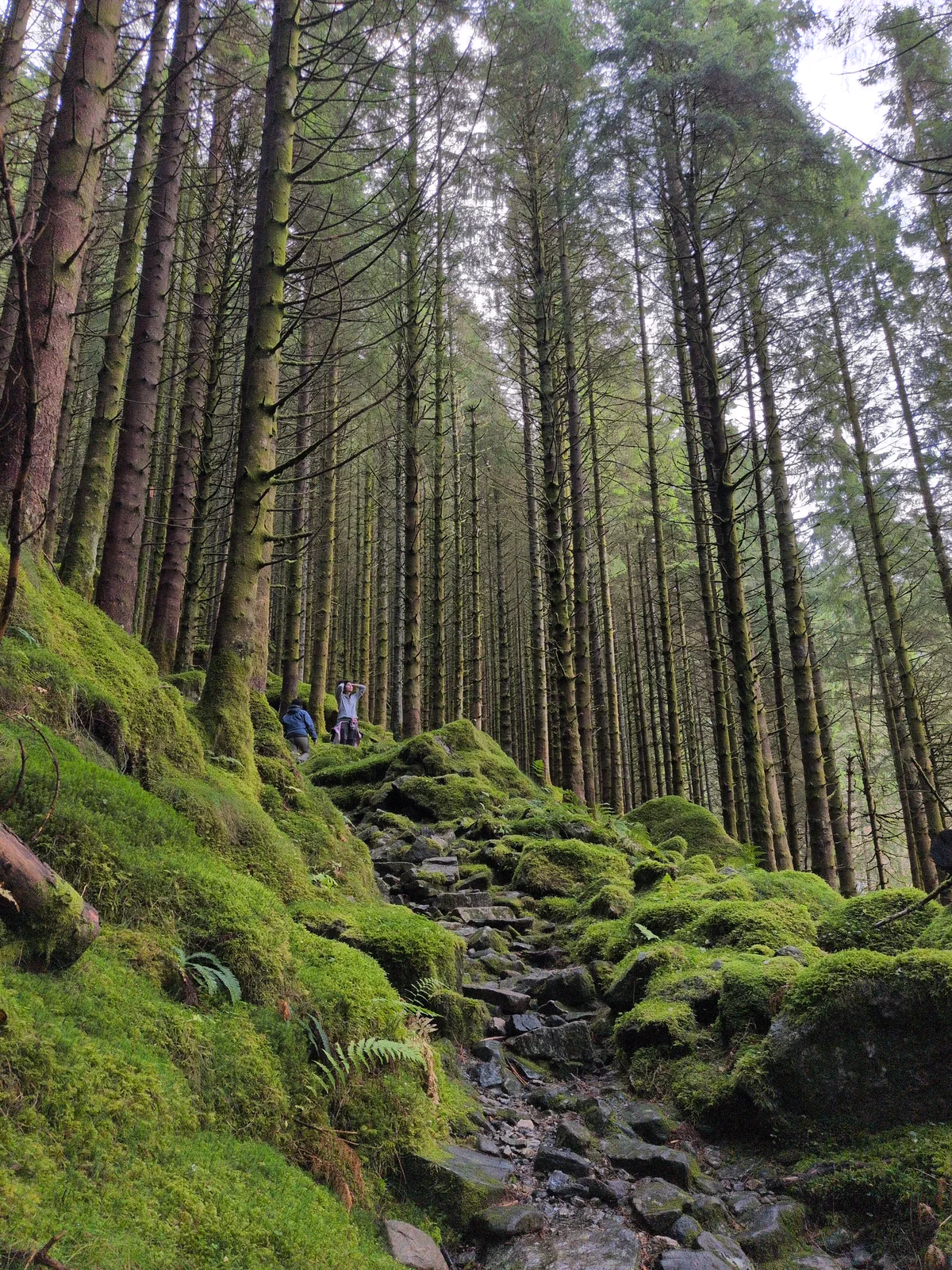 Bosque de coníferas con rocas y musgo