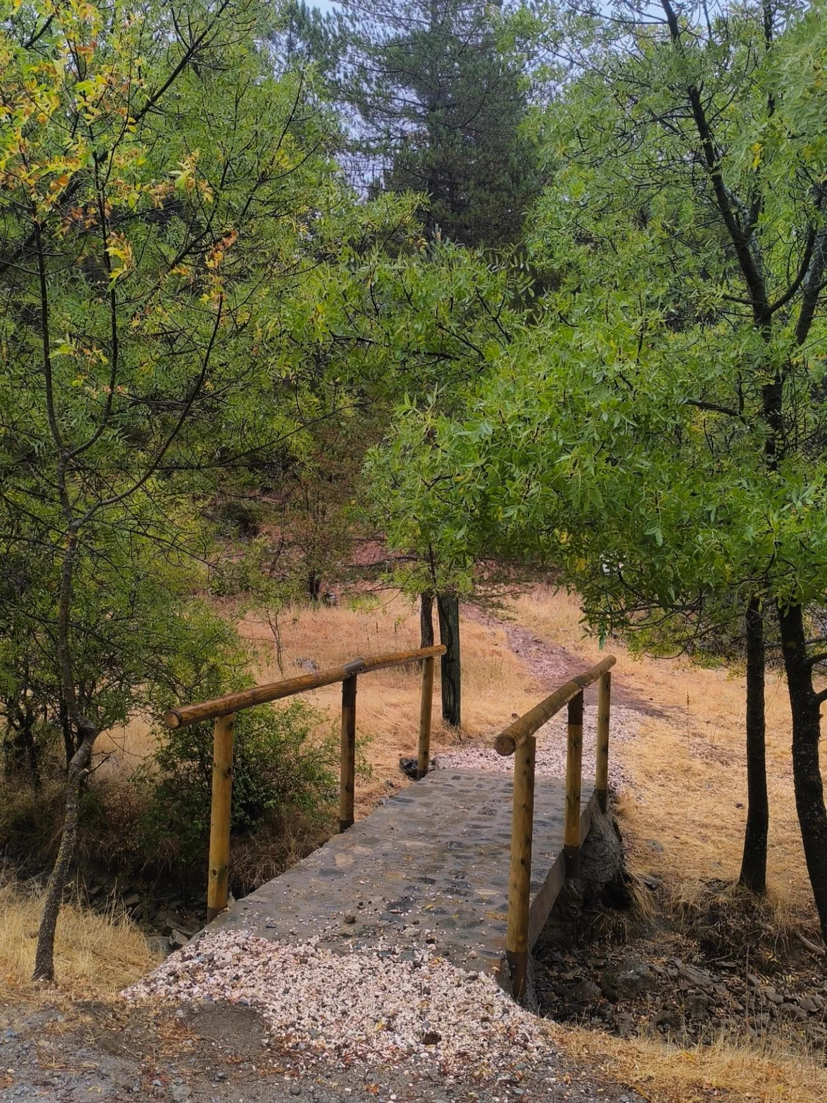 Wooden footbridge at the entrance to dense woodland