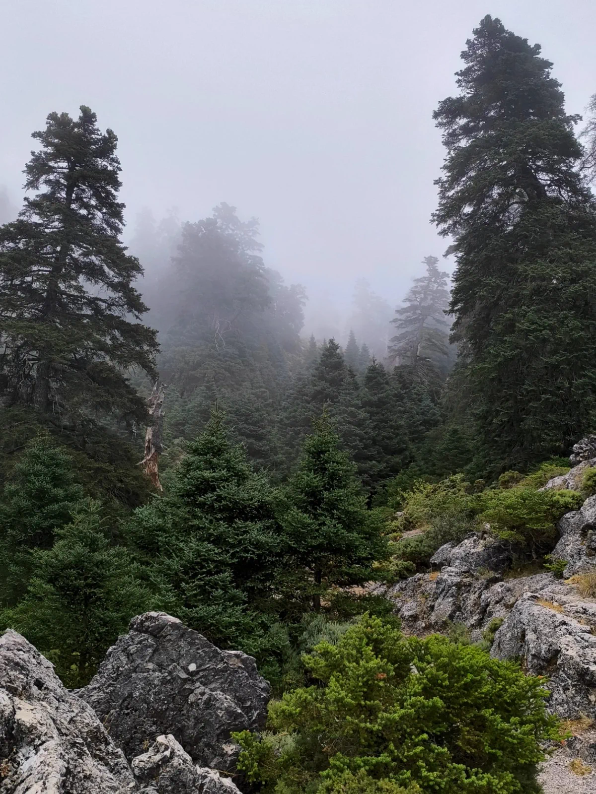 Spanish firs rising through rock and mist