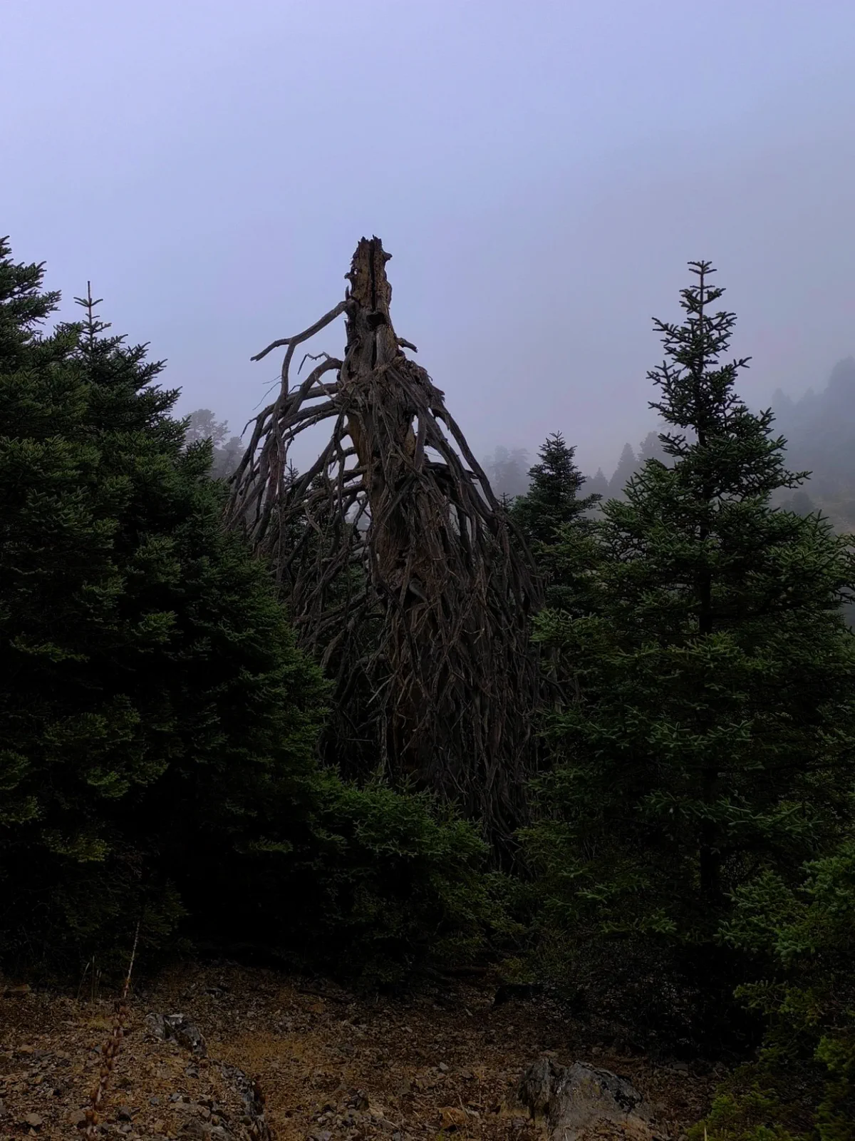 Old Spanish fir inside the dark woodland