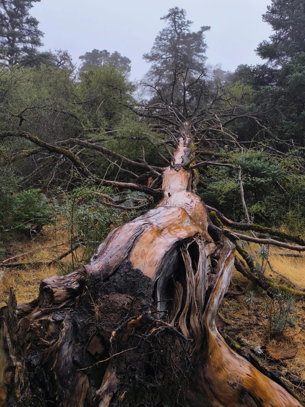 Large fallen, split trunk beside the woodland trail
