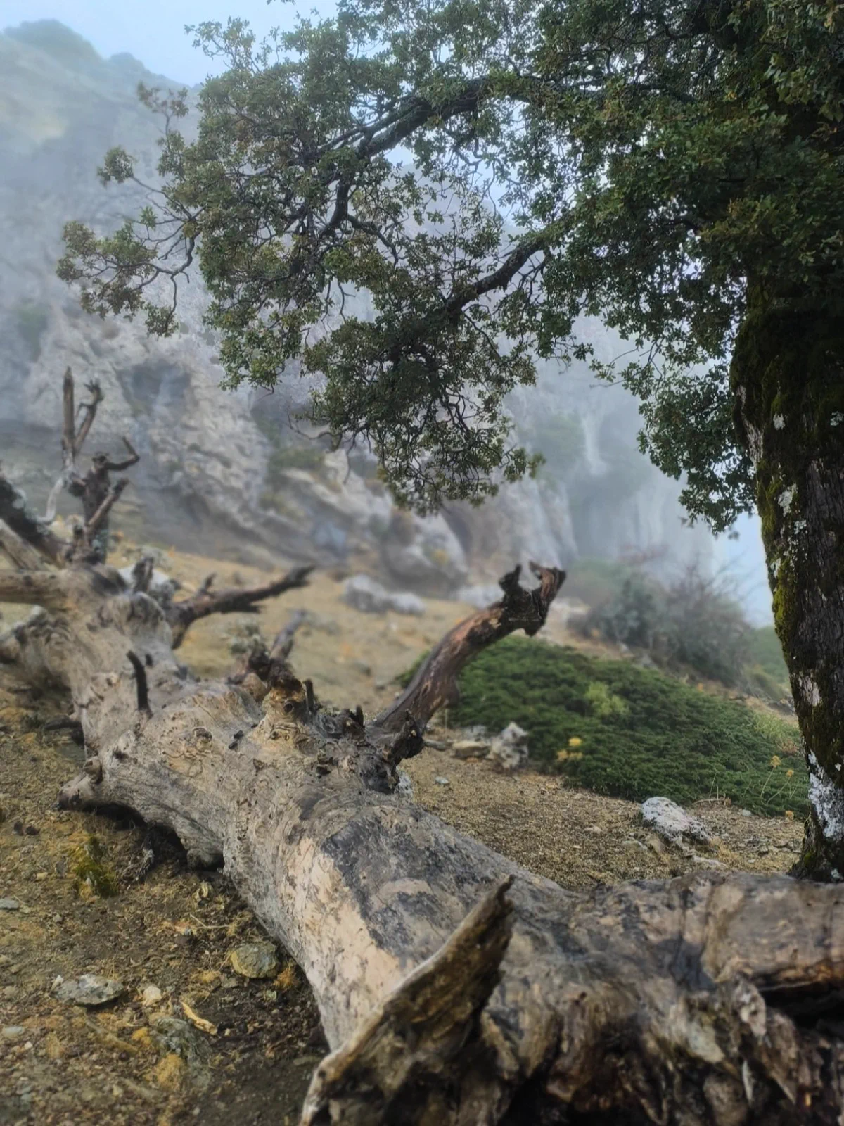 Twisted trunk among Spanish firs covered in mist