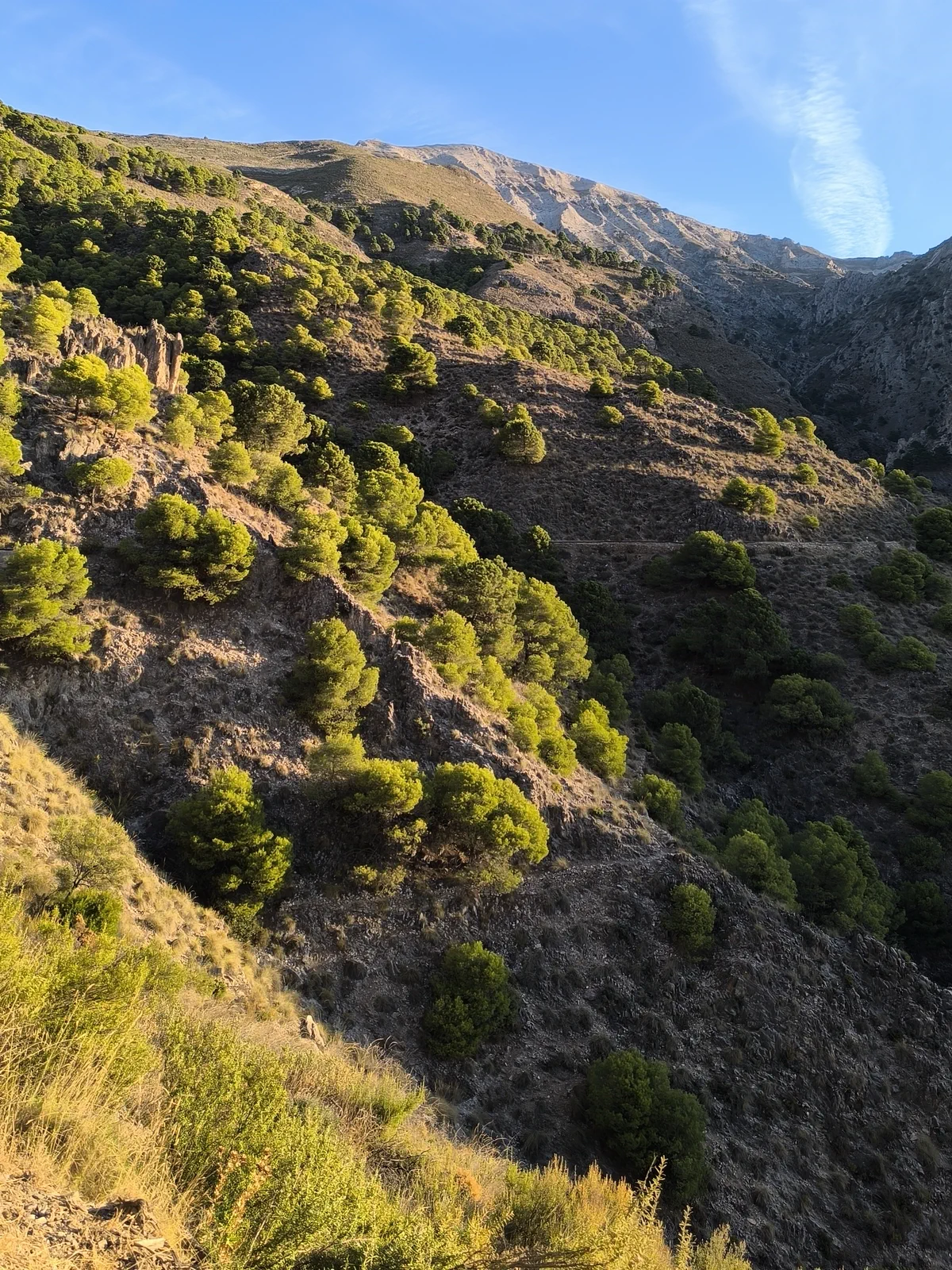 Hillside crossed by the Saltillo path among vegetation