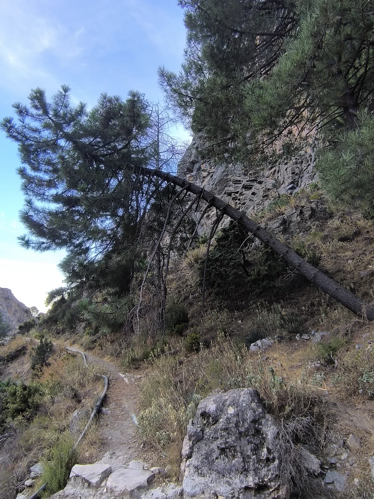 Rocky path among pine trees on the hillside