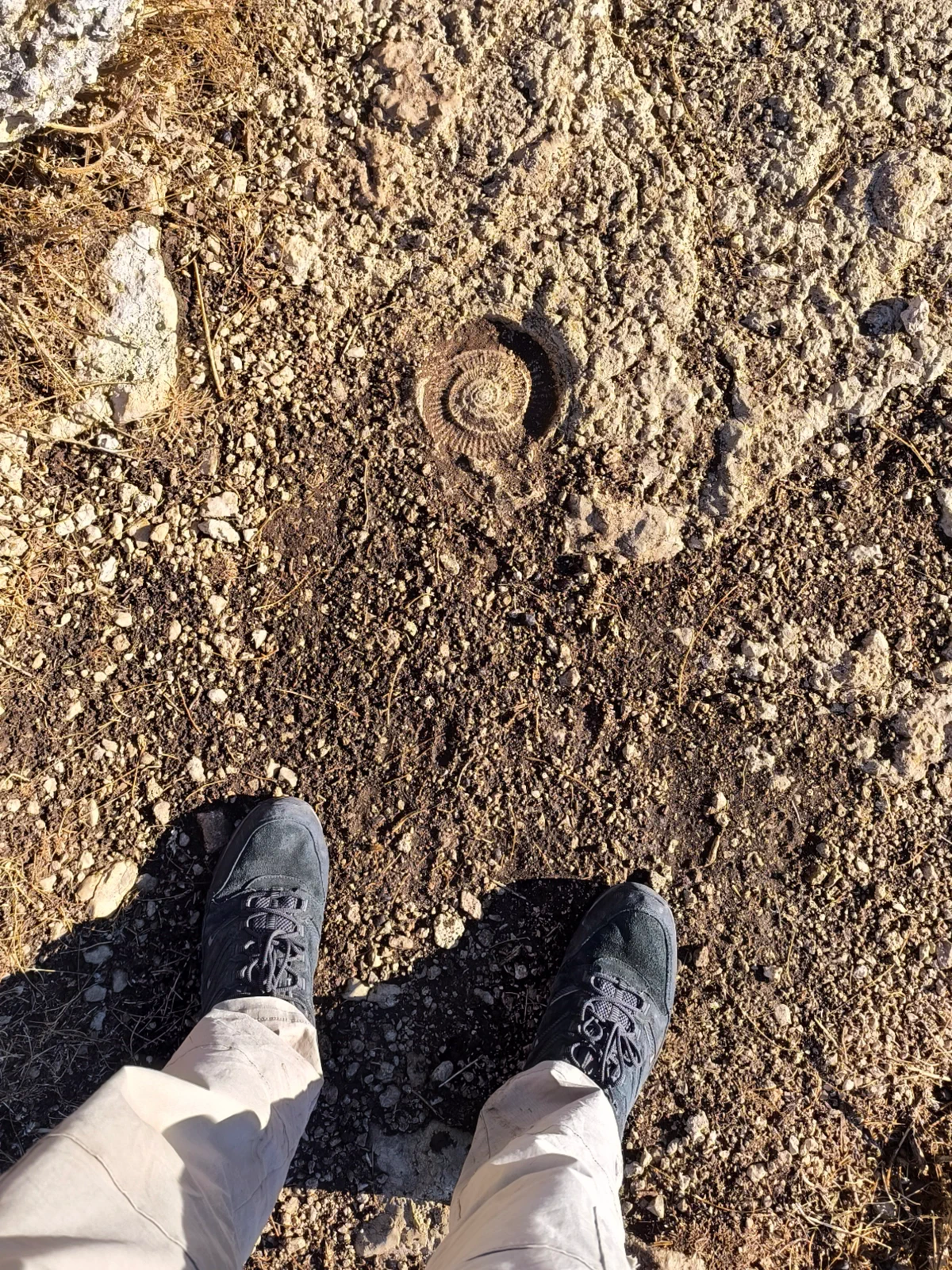 Circular fossil visible on the surface of the limestone